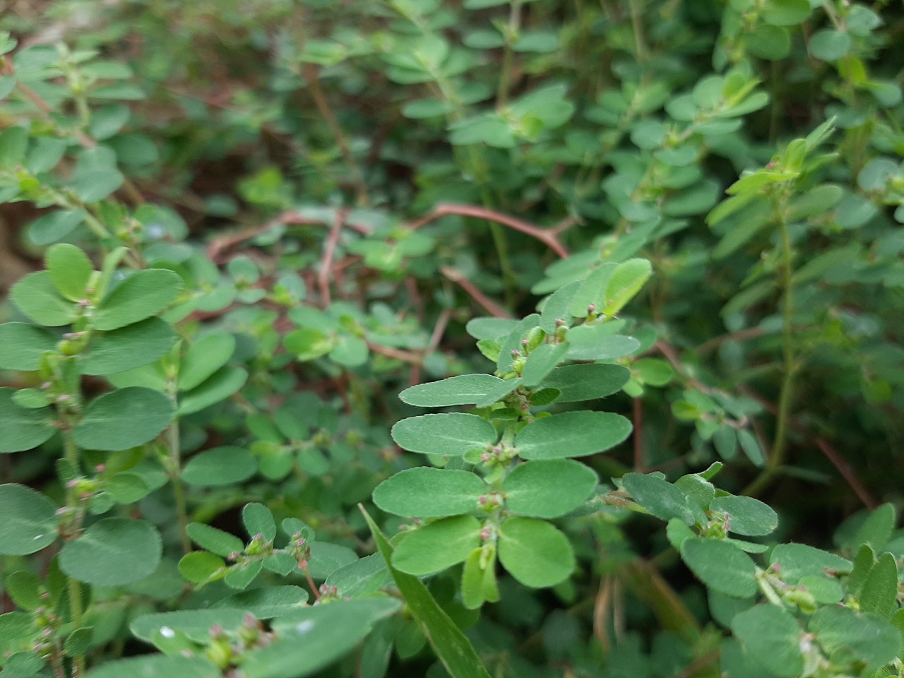 Euphorbia chamaesyce