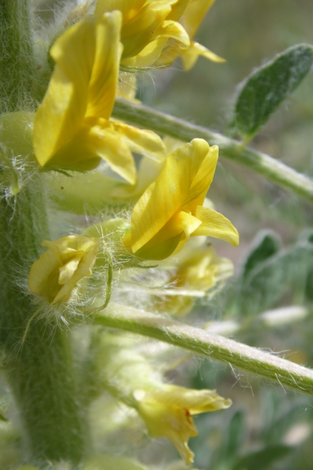Astragalus melanophrurius