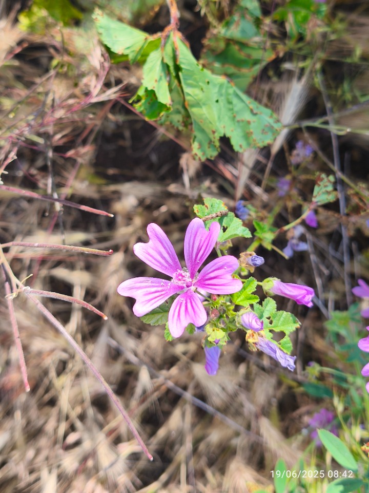 Malva sylvestris