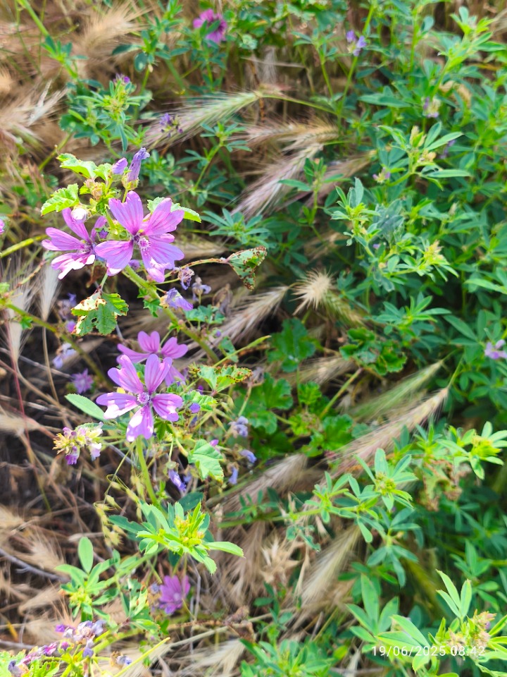 Malva sylvestris