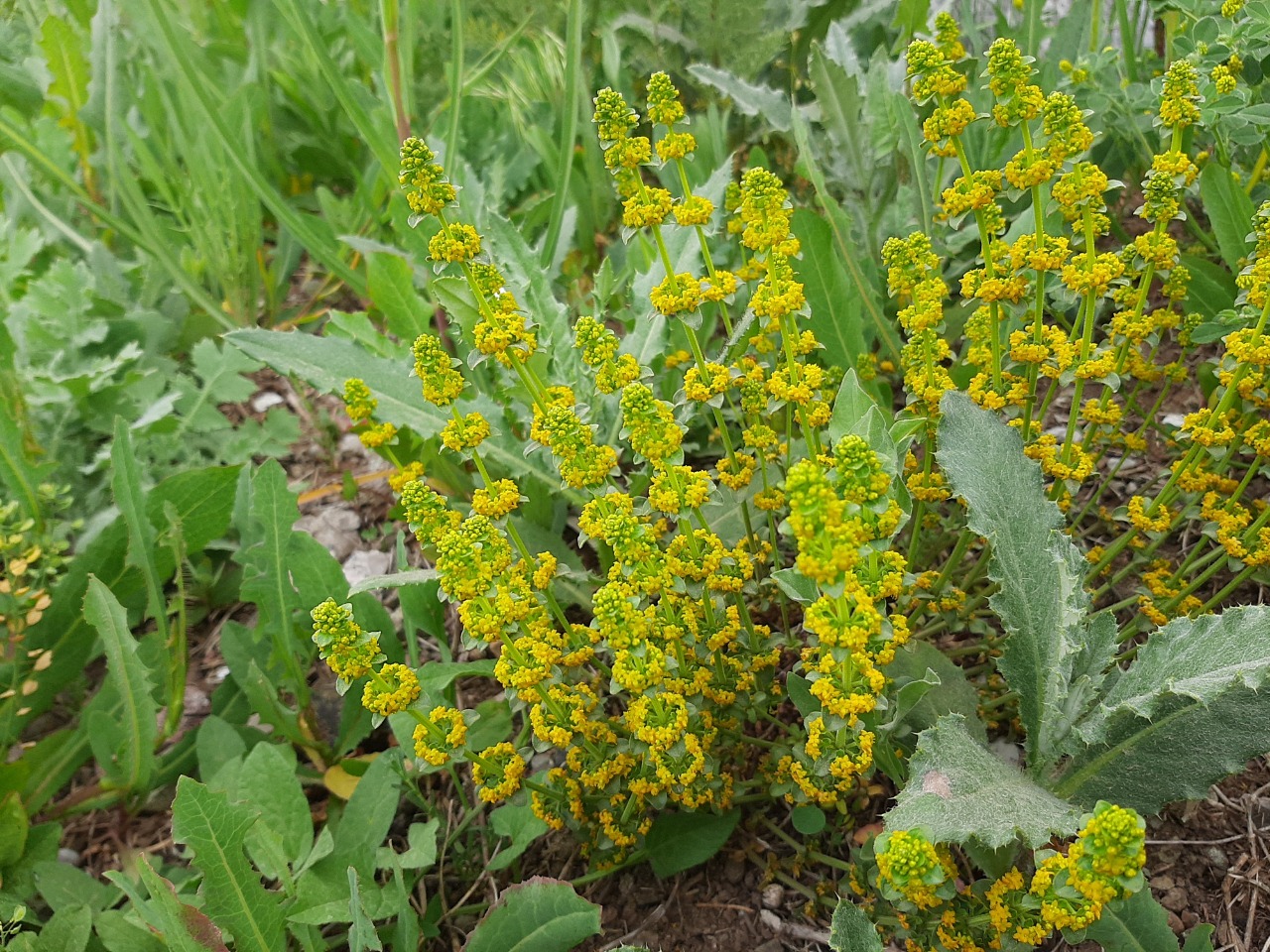 Cruciata taurica