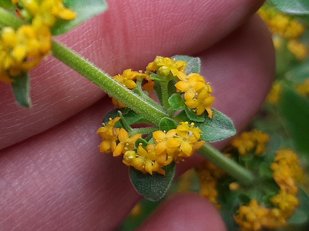 Cruciata taurica