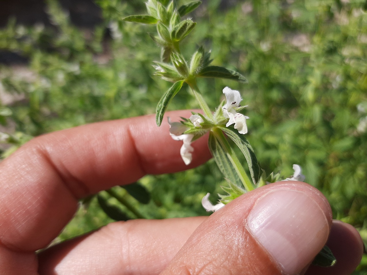 Stachys annua