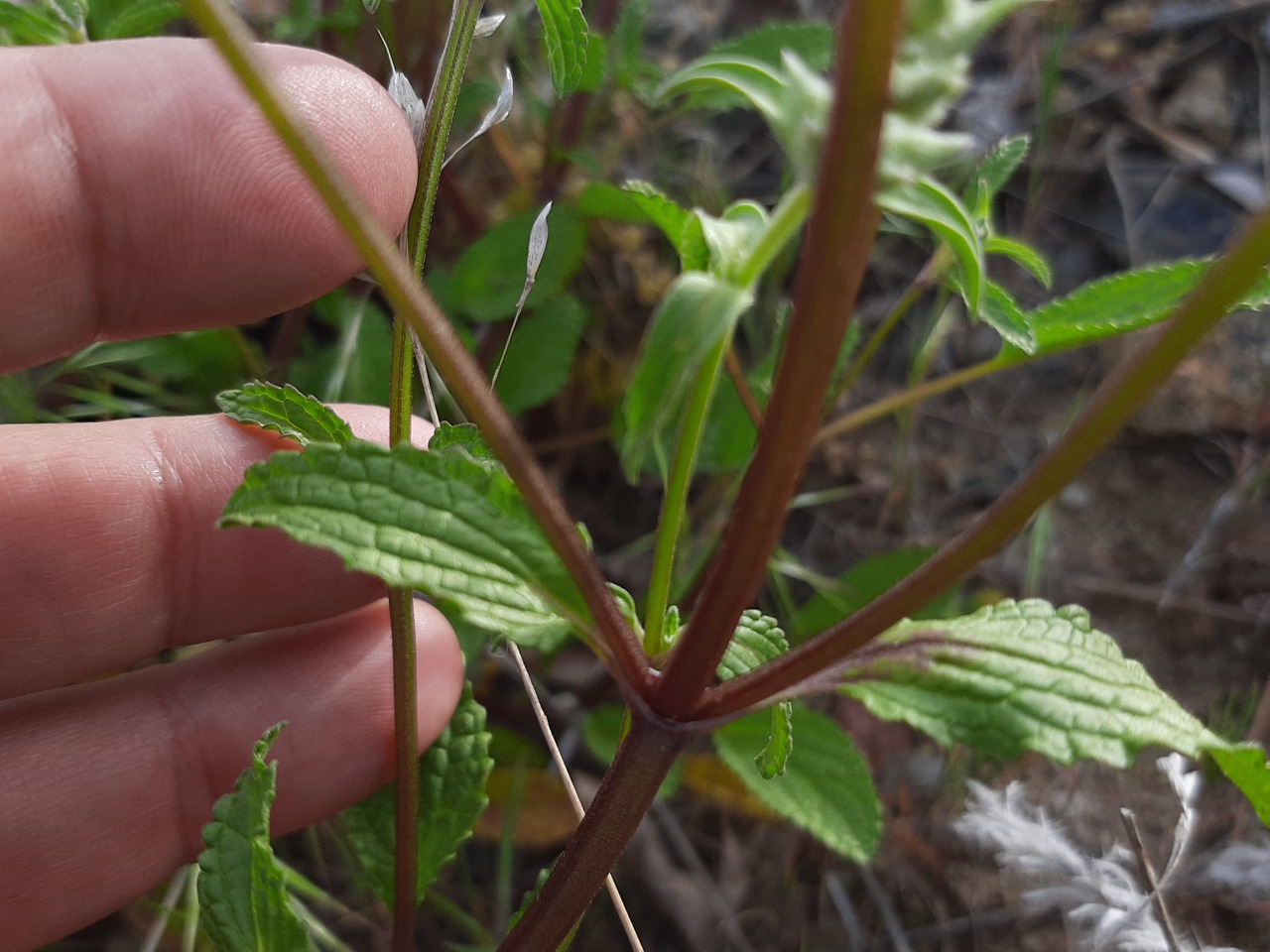 Stachys annua