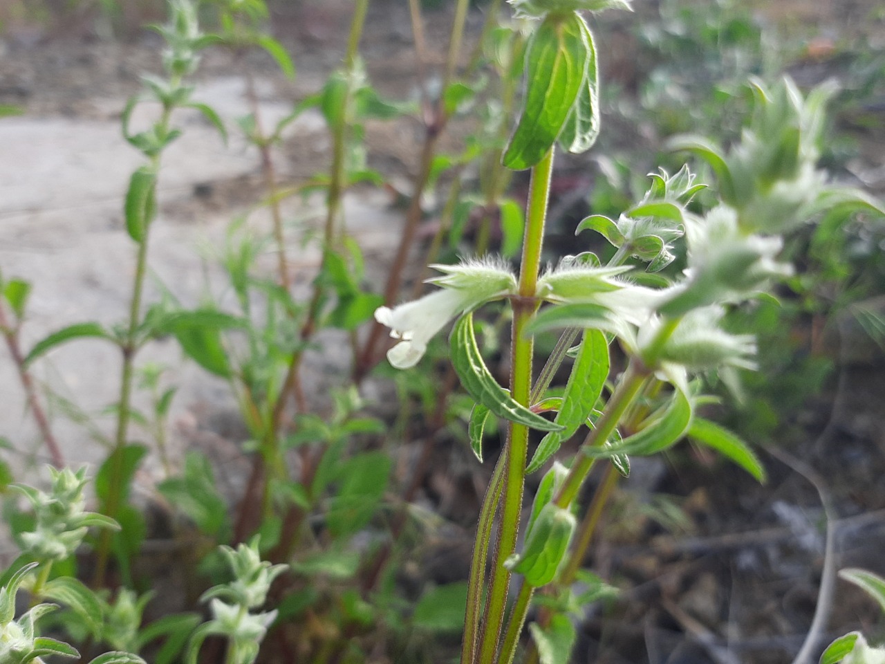 Stachys annua