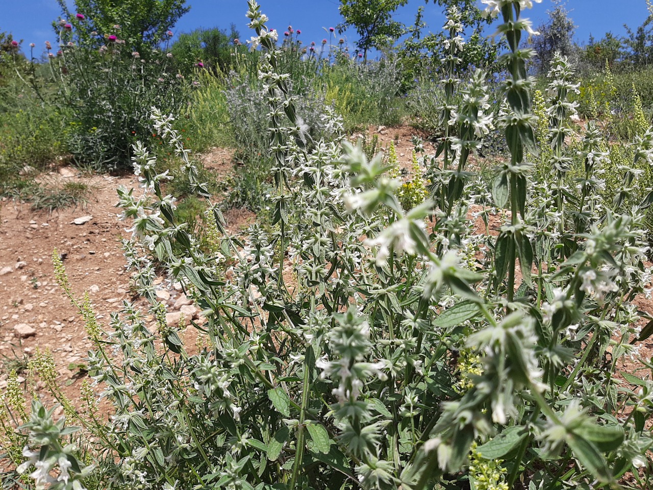 Stachys annua