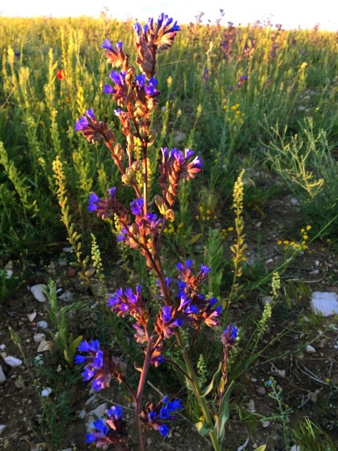 Anchusa azurea