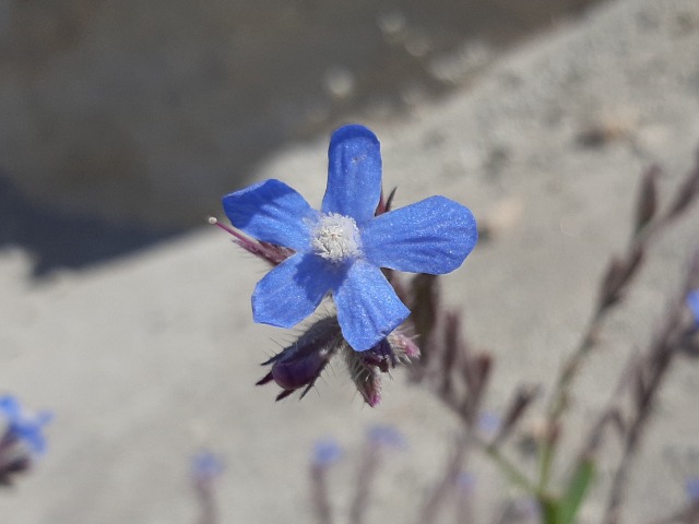 Anchusa azurea