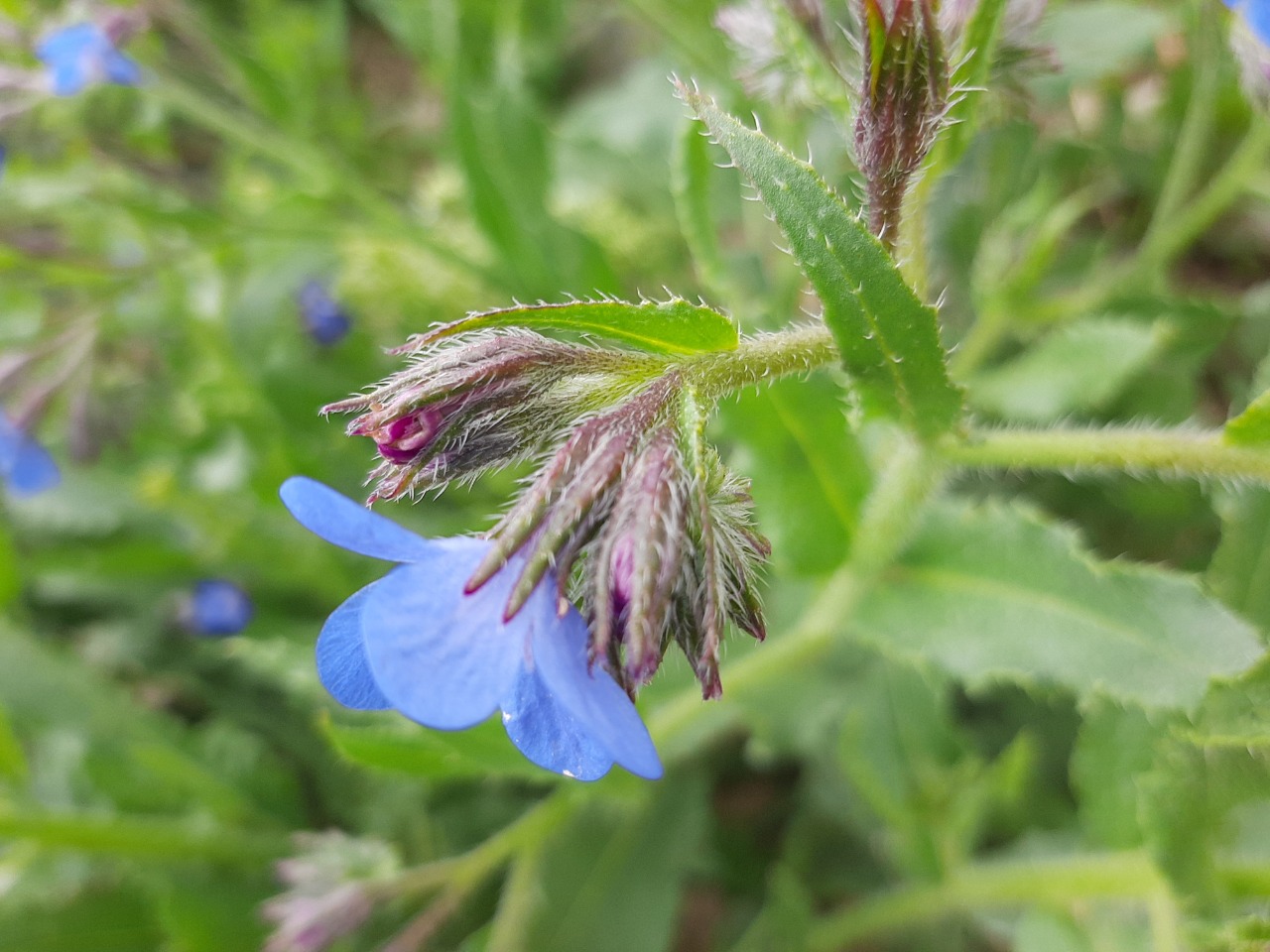 Anchusa azurea
