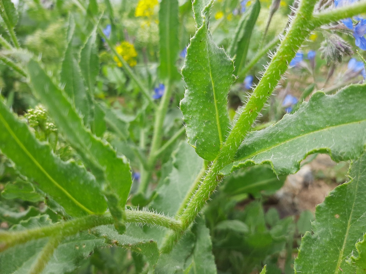 Anchusa azurea