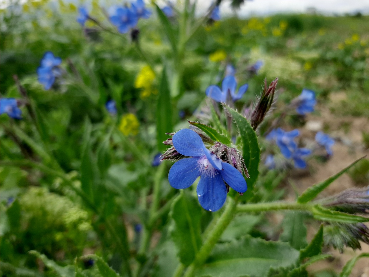 Anchusa azurea