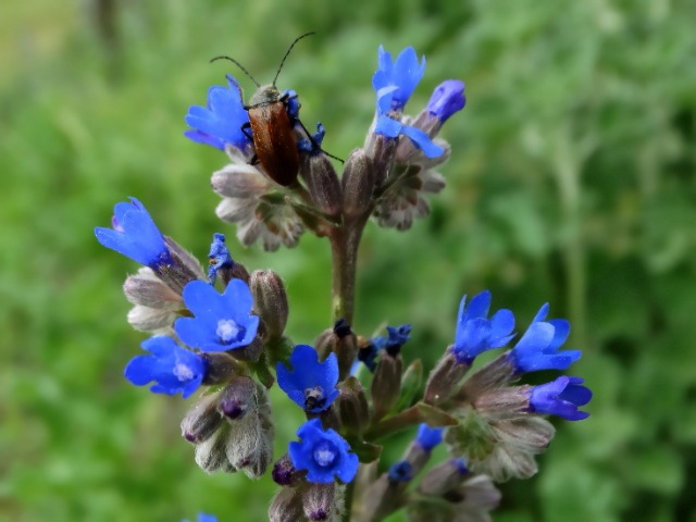 Anchusa azurea