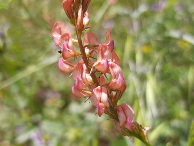 Onobrychis oxyodonta