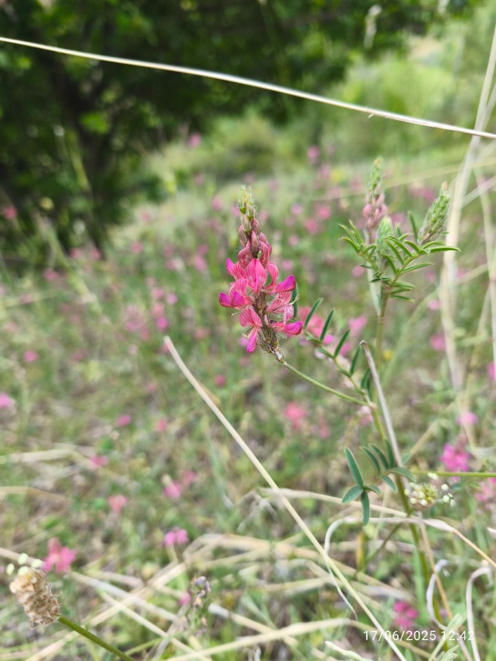 Onobrychis oxyodonta