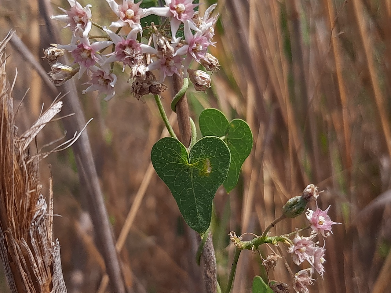 Cynanchum acutum