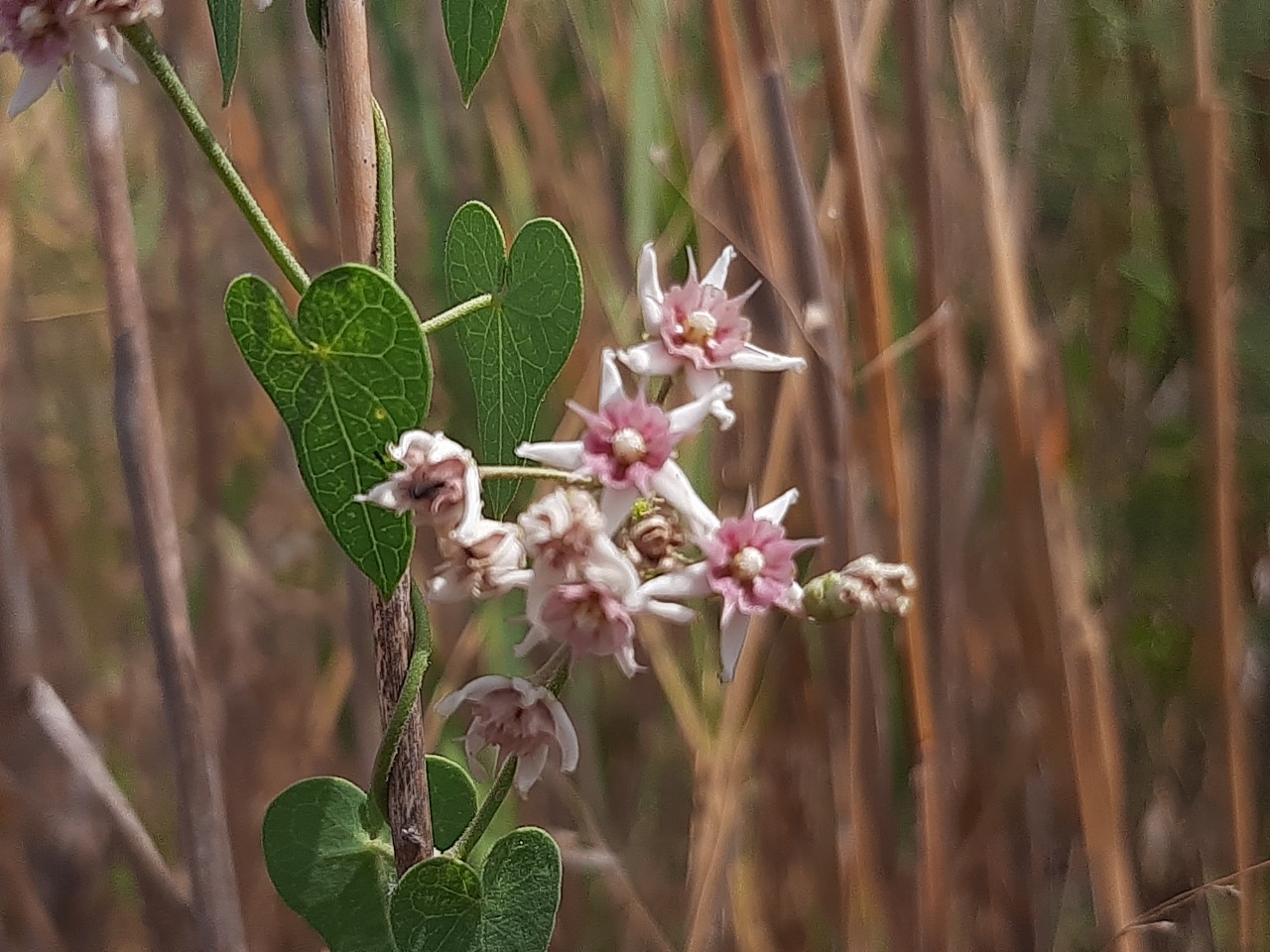 Cynanchum acutum