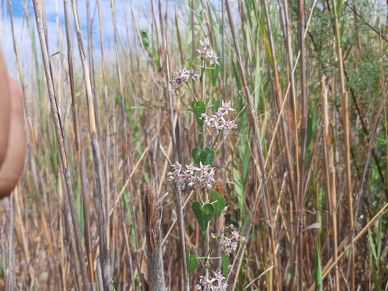 Cynanchum acutum