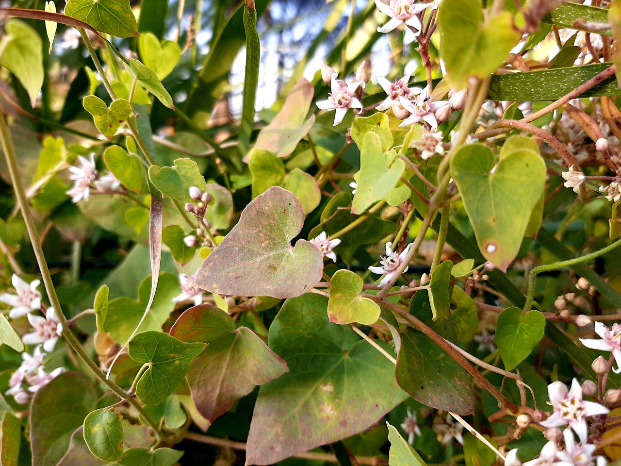 Cynanchum acutum