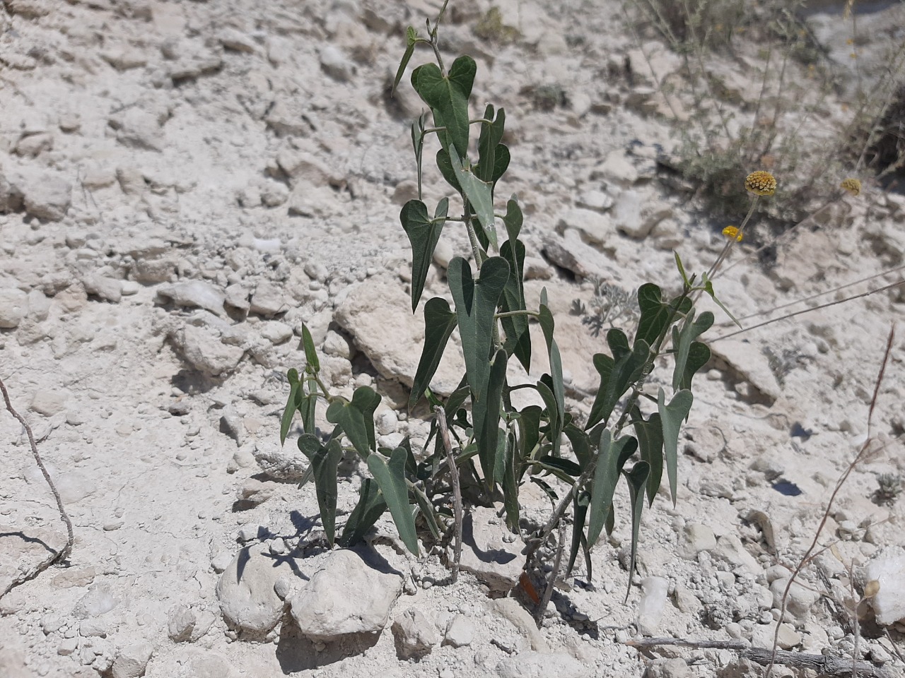 Cynanchum acutum