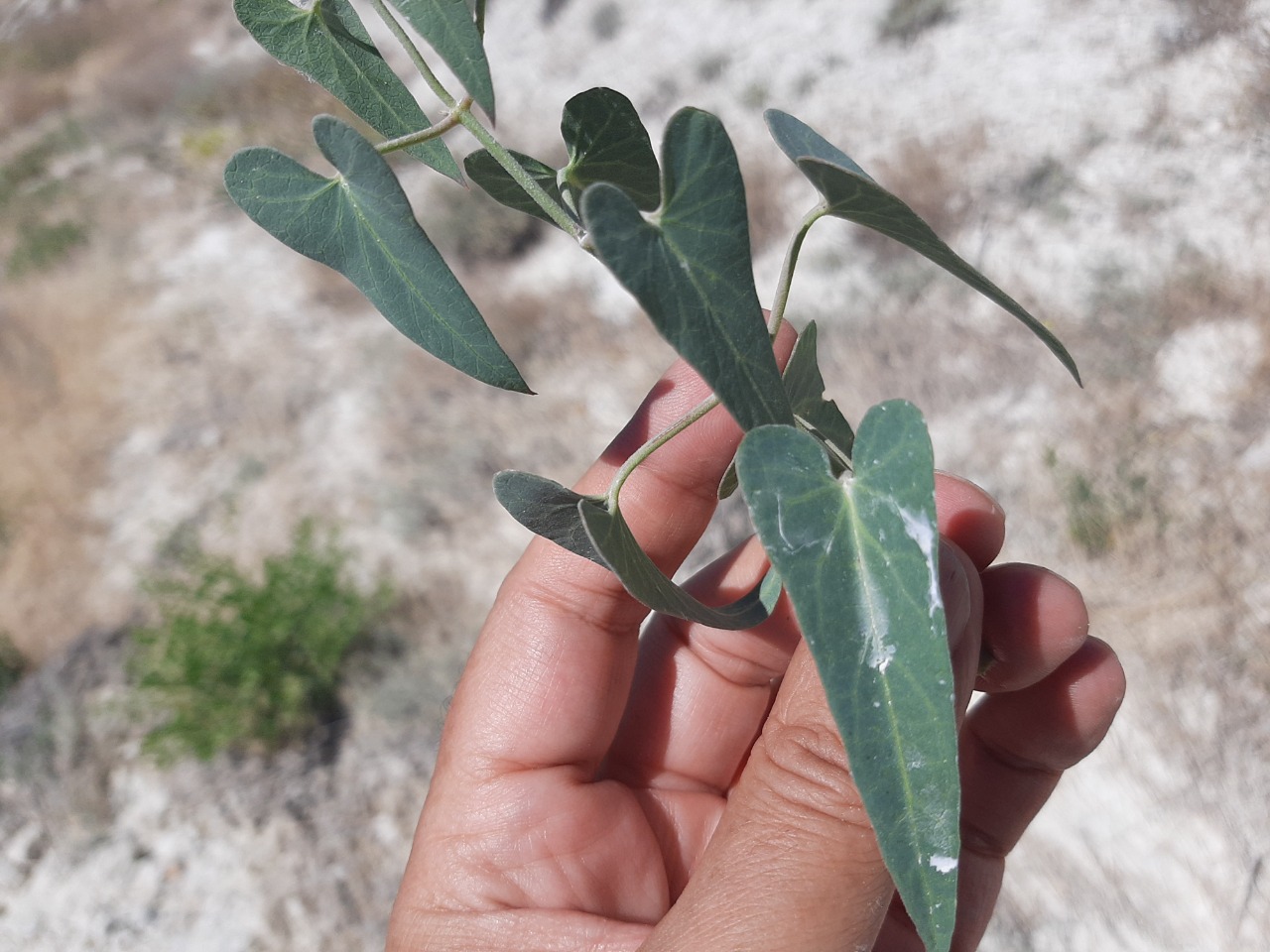 Cynanchum acutum