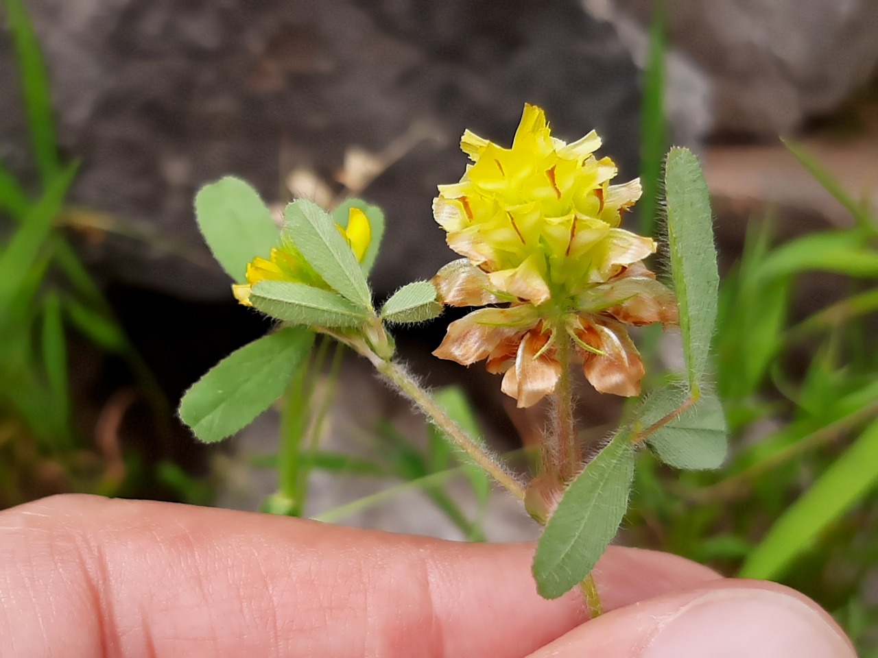 Trifolium campestre