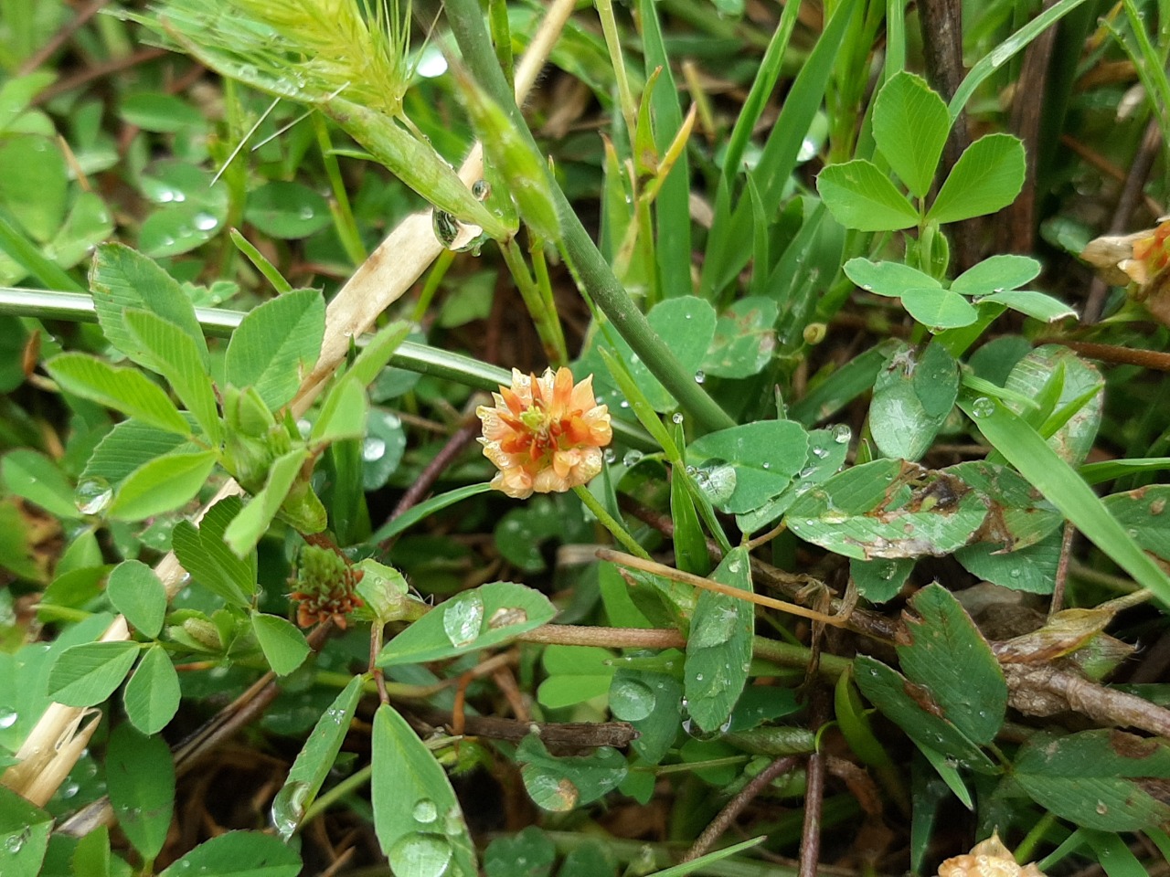 Trifolium campestre