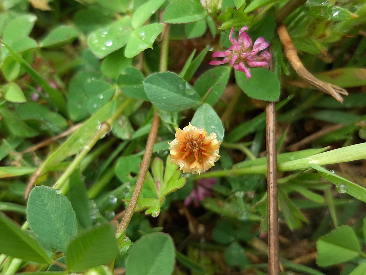 Trifolium campestre