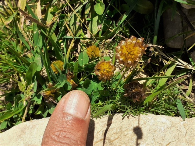 Trifolium campestre