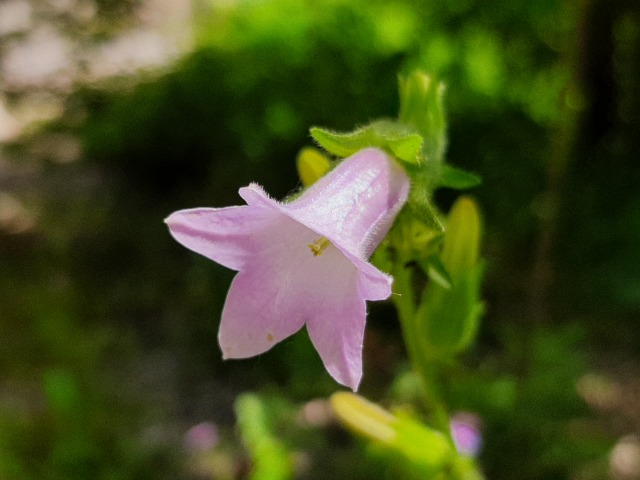 Campanula lyrata