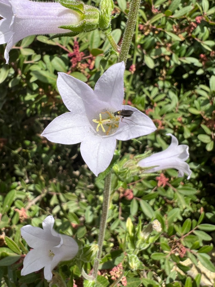 Campanula lyrata