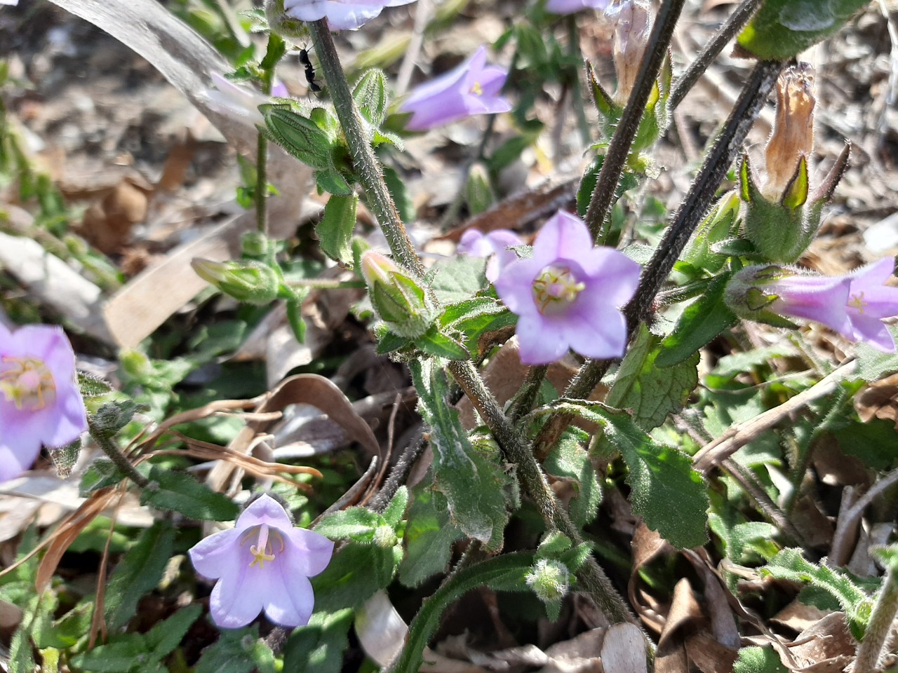 Campanula lyrata