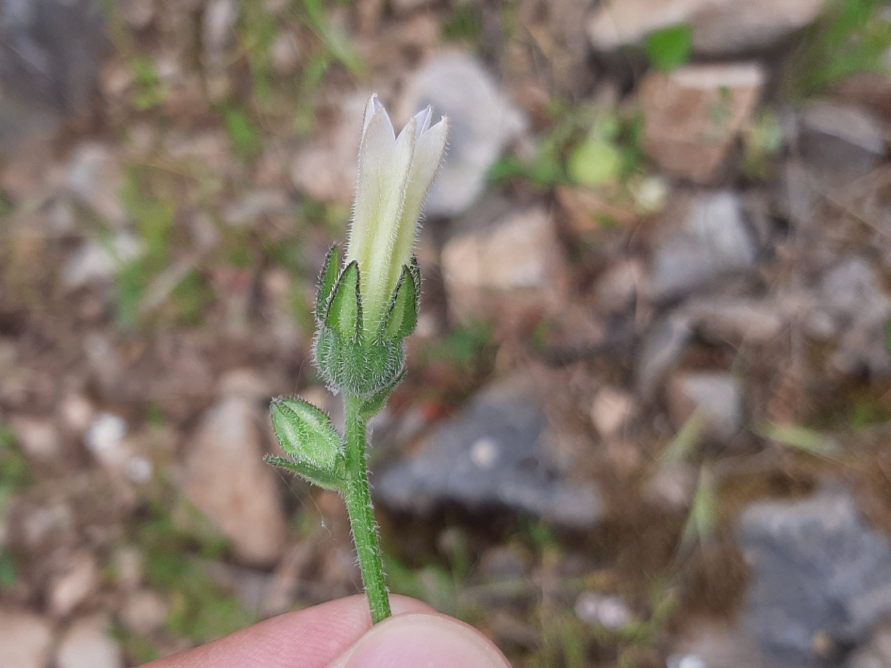 Campanula lyrata