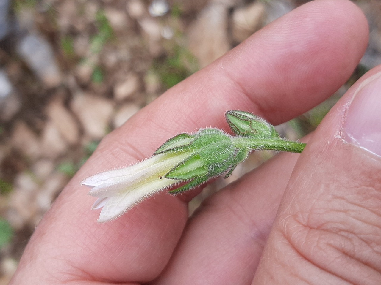 Campanula lyrata