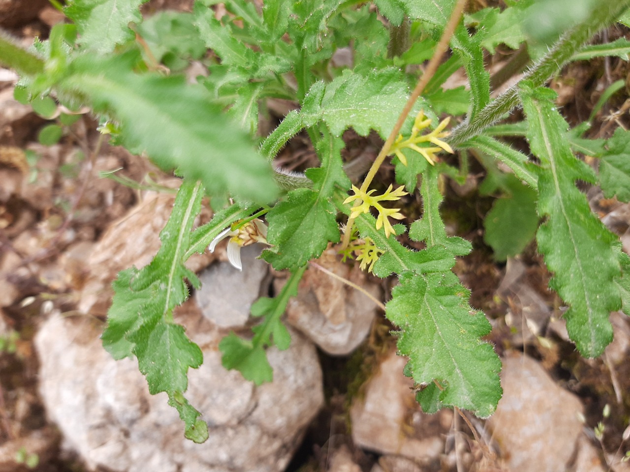 Campanula lyrata