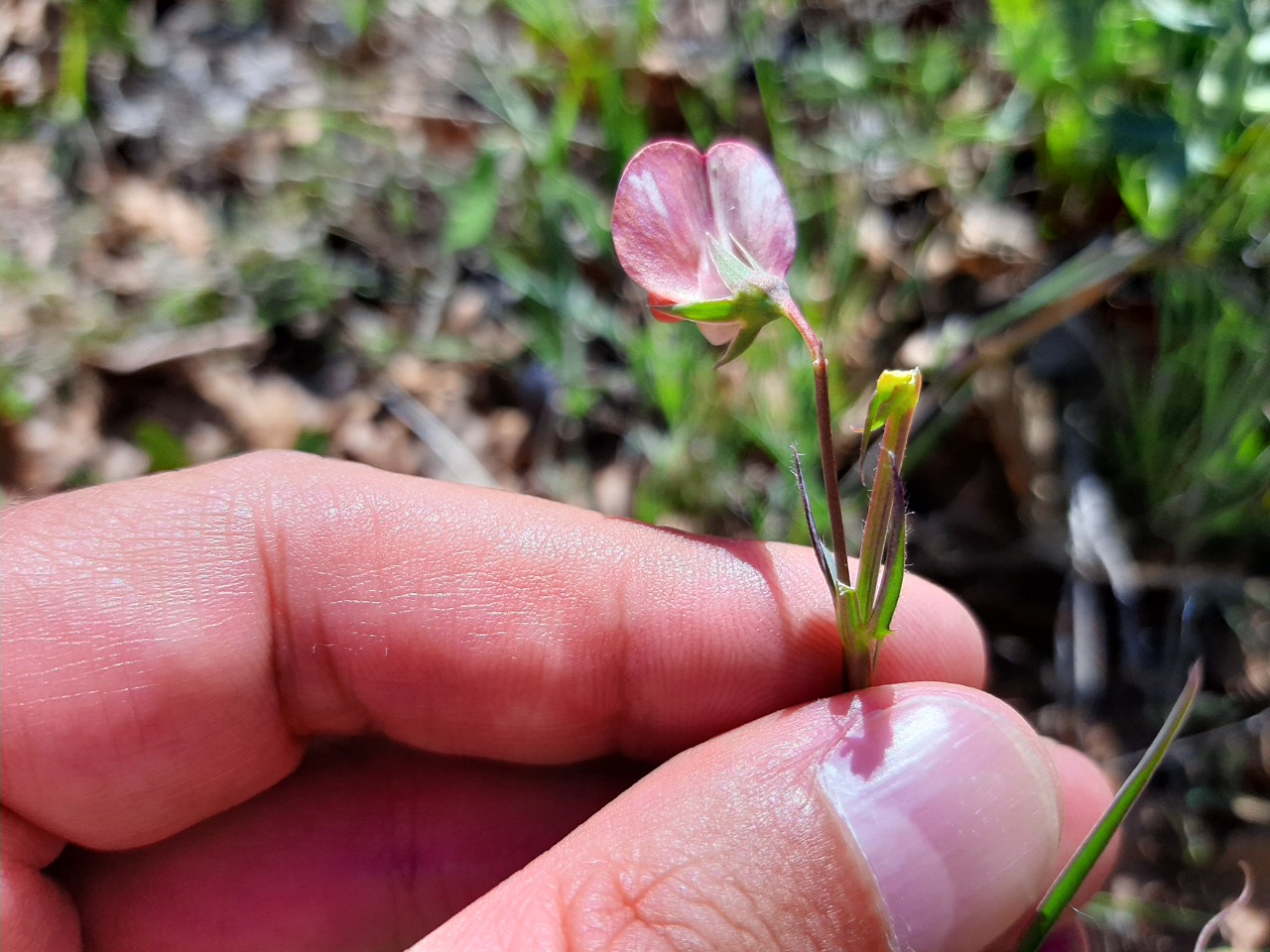 Lathyrus cicera