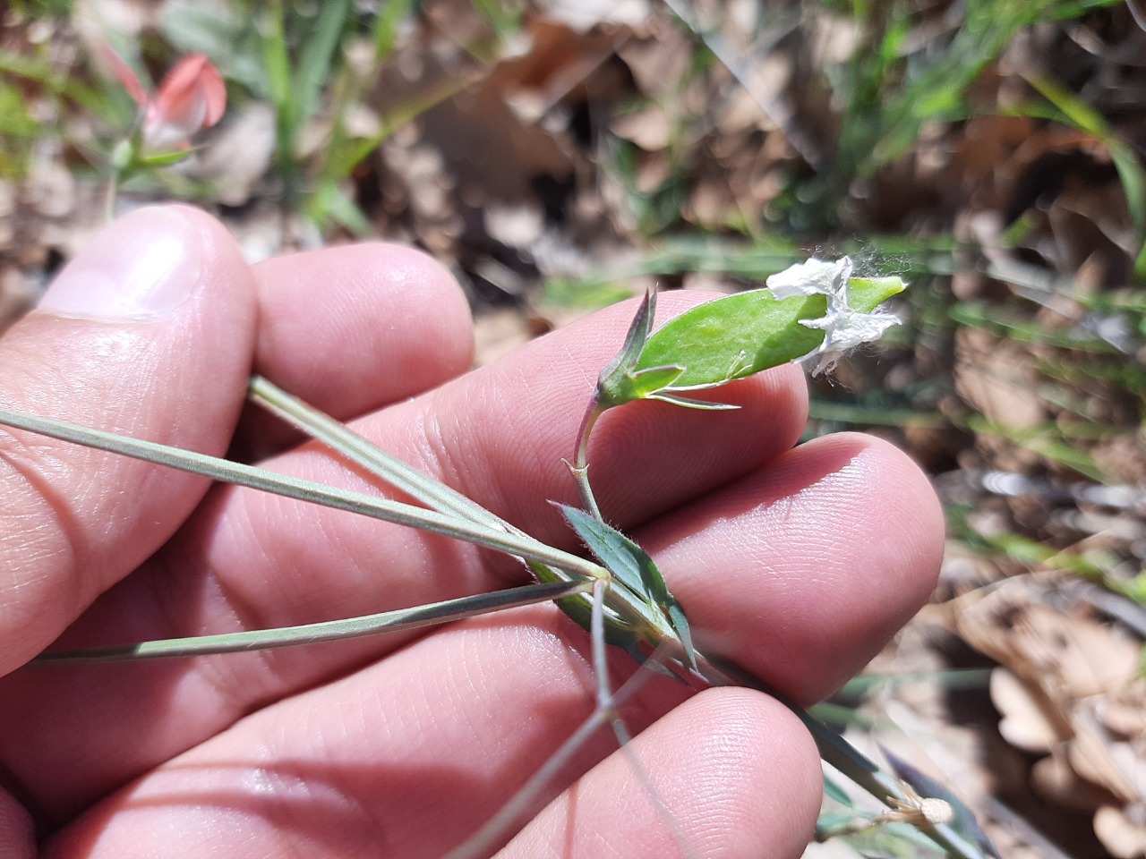 Lathyrus cicera