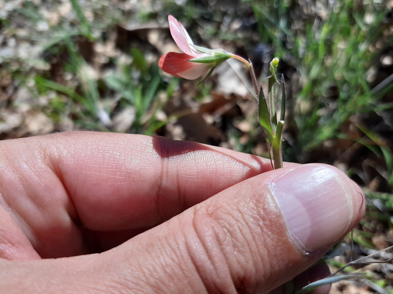 Lathyrus cicera