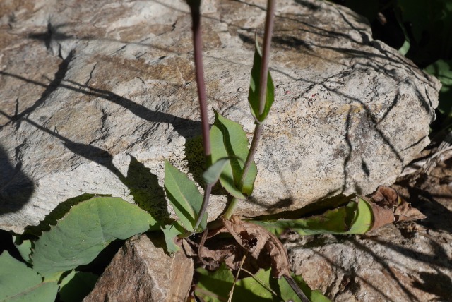 Lactuca racemosa