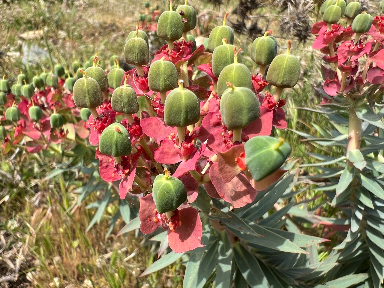 Euphorbia rigida