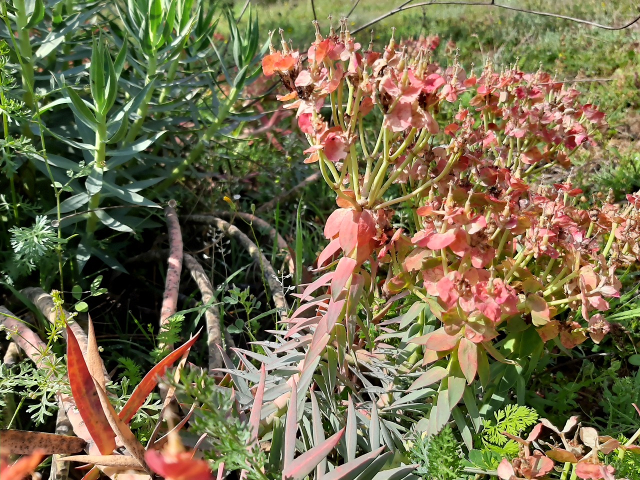 Euphorbia rigida