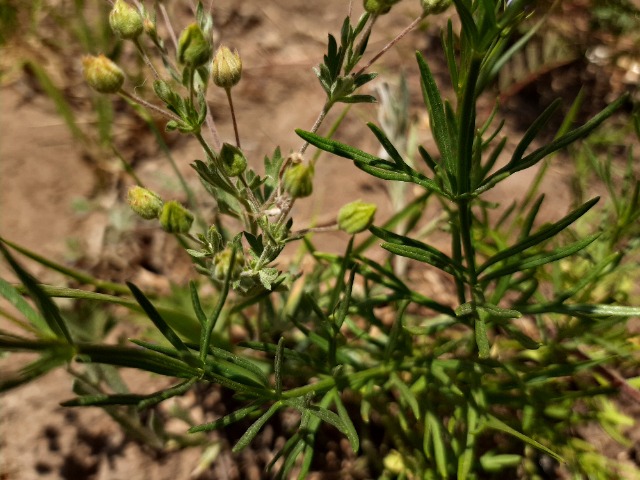 Teucrium orientale