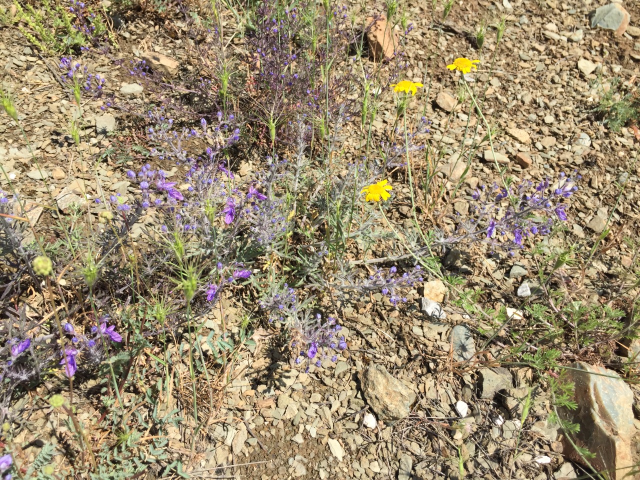 Teucrium orientale