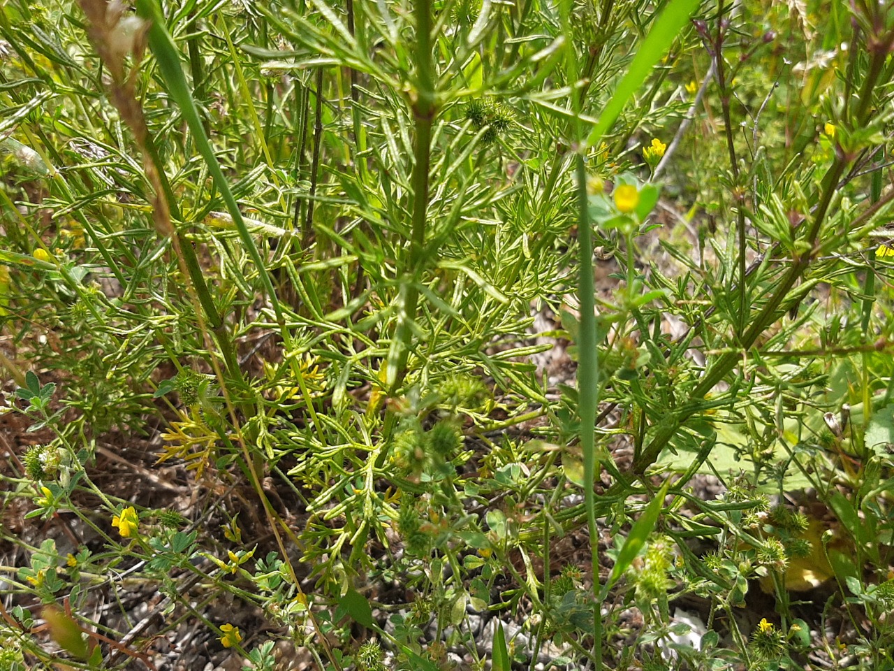 Teucrium orientale