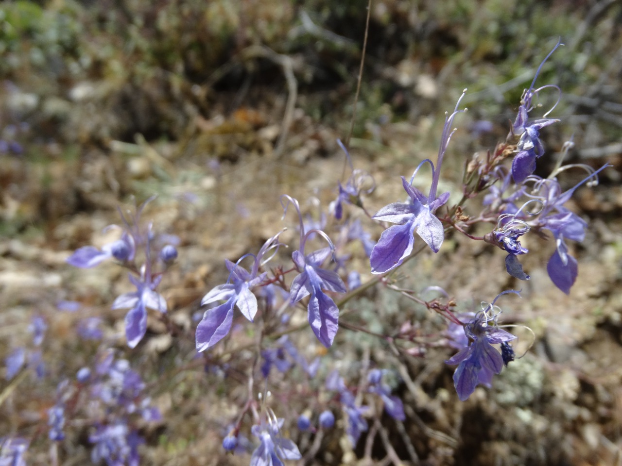Teucrium orientale