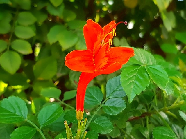Tecomaria capensis