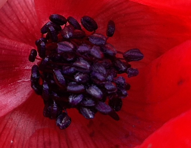 Anemone coronaria