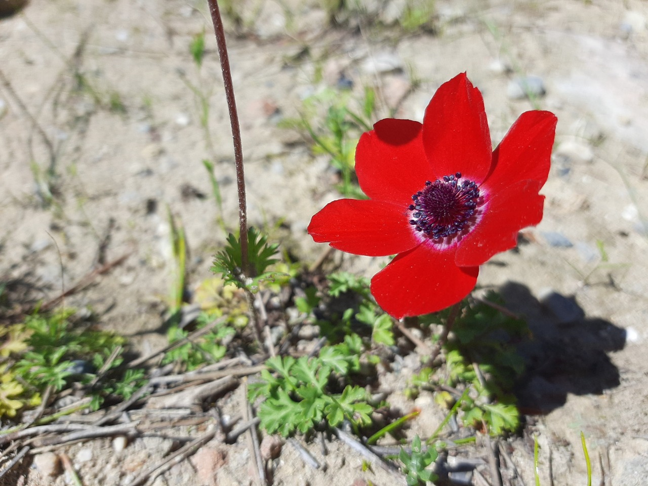 Anemone coronaria