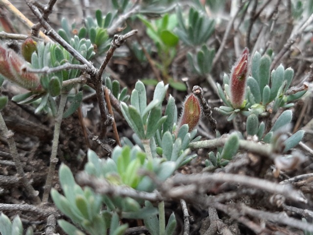 Cytisopsis pseudocytisus subsp. reeseana