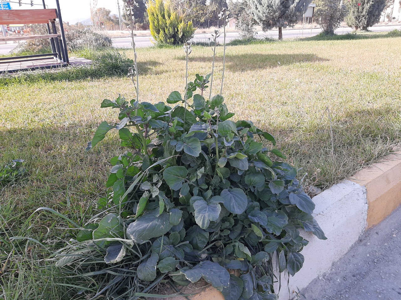 Eruca vesicaria