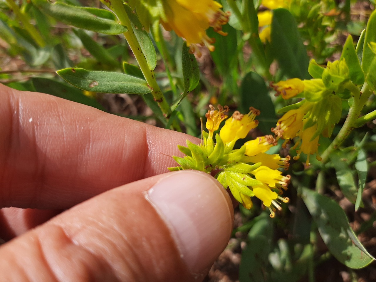 Moltkia aurea